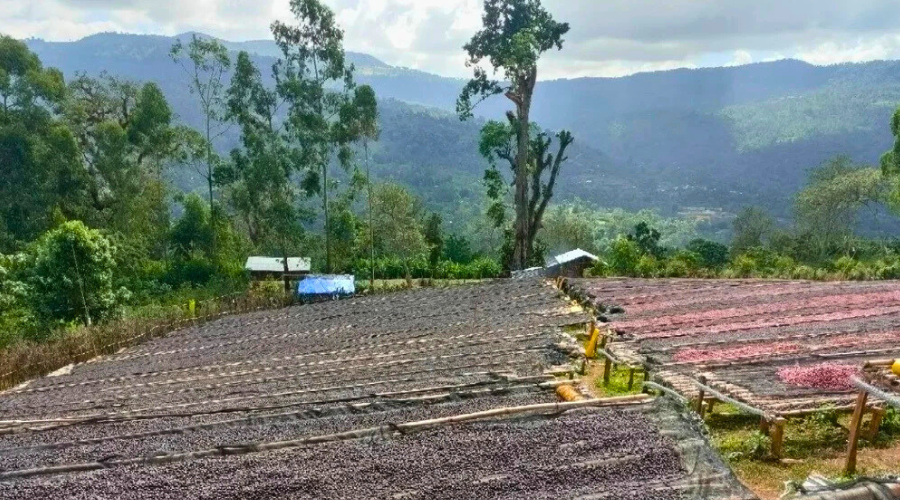 Ethiopia Mehbuba Guji Uraga Washed